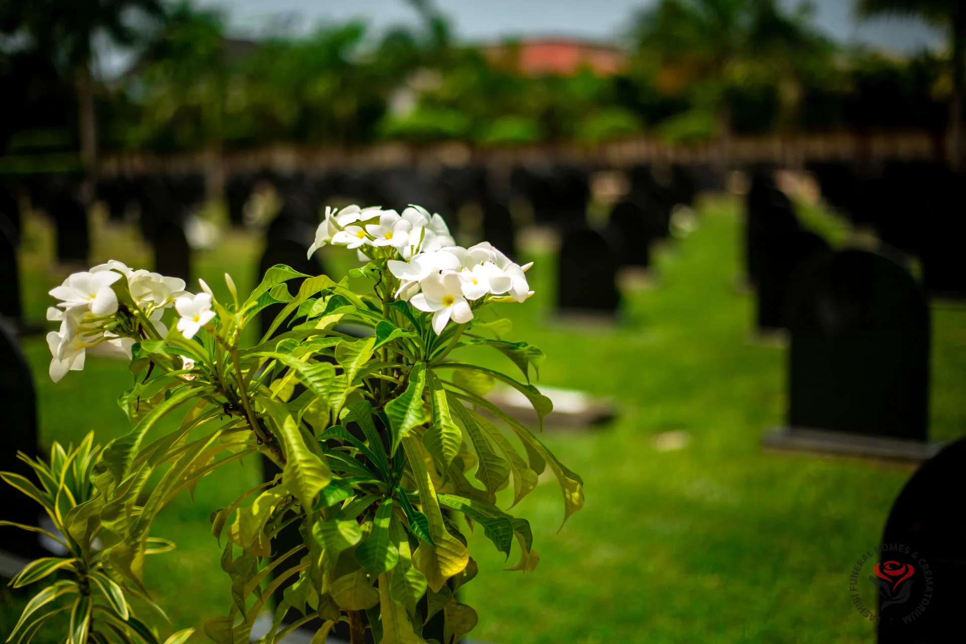 White flowers resting in the Garden of Peace