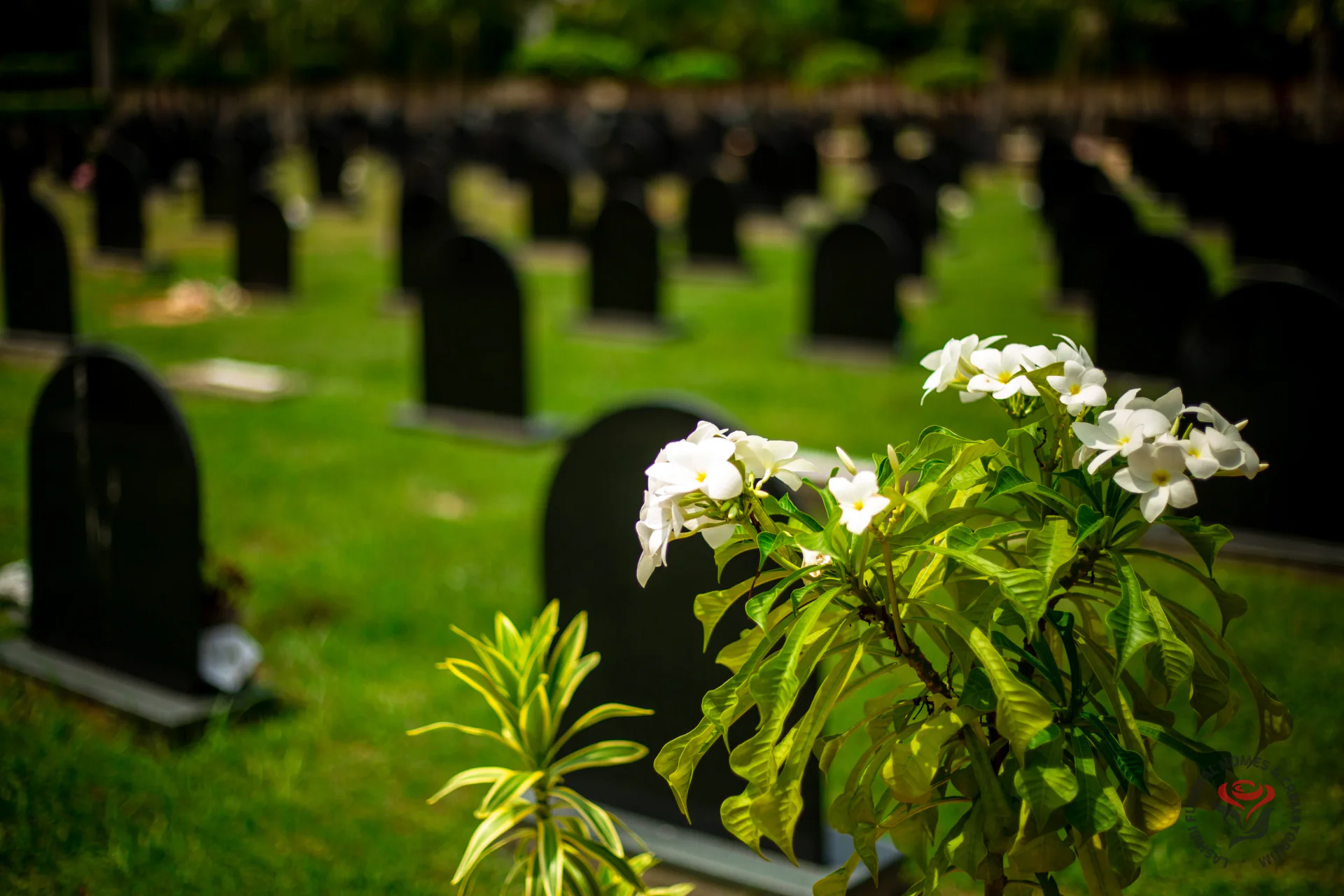 White flowers resting among the graves