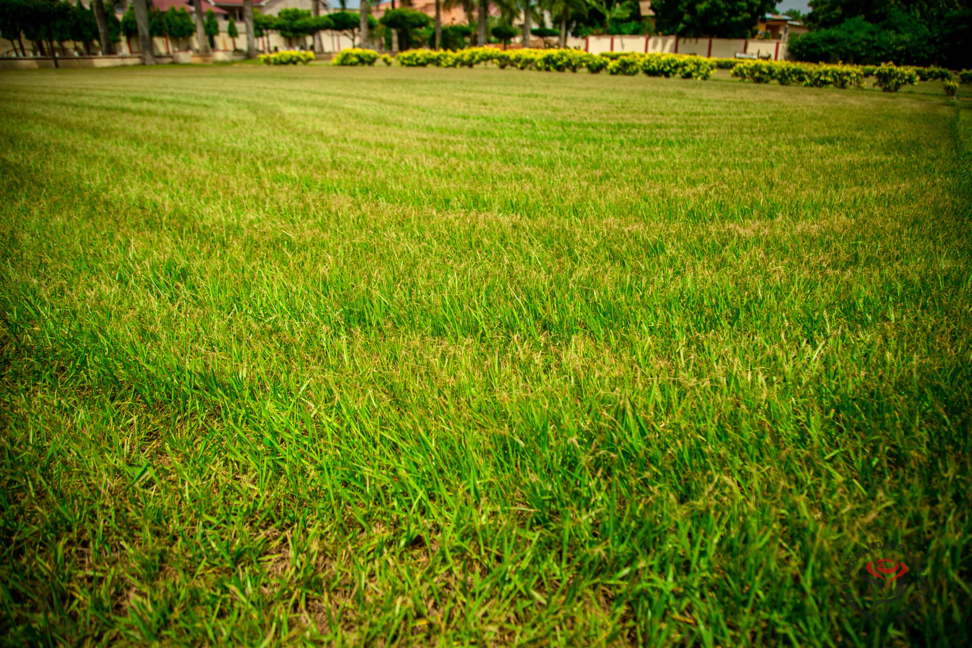The wider gardens and lawns